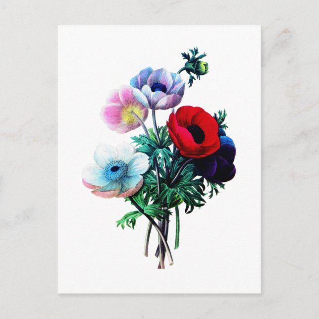 Postal Anemones rojos blancos y azules de Redoute (Anverso)