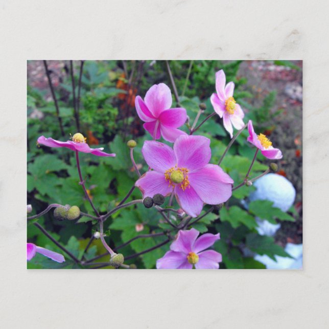 Postal Anemones rosados (Anverso)