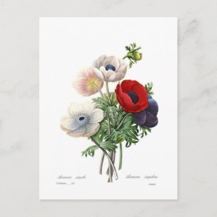 Postal Anemonías