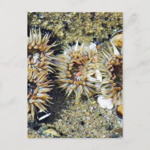 Postal Anenomes Tidepool Sand