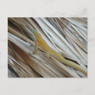 Postal Aneole Lizard