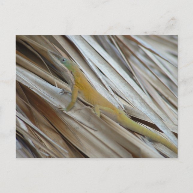 Postal Aneole Lizard (Anverso)