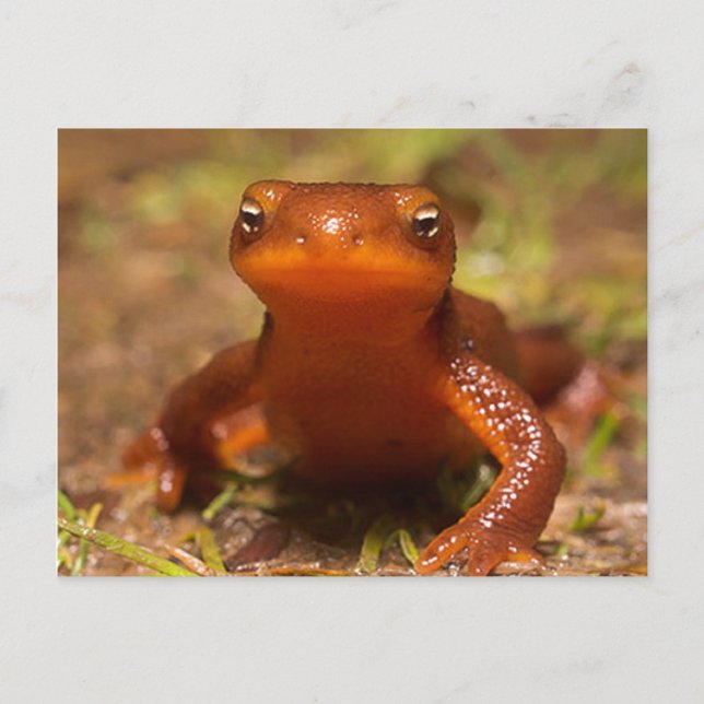 Postal Anfibio Oregon Corvallis Reptile (Anverso)