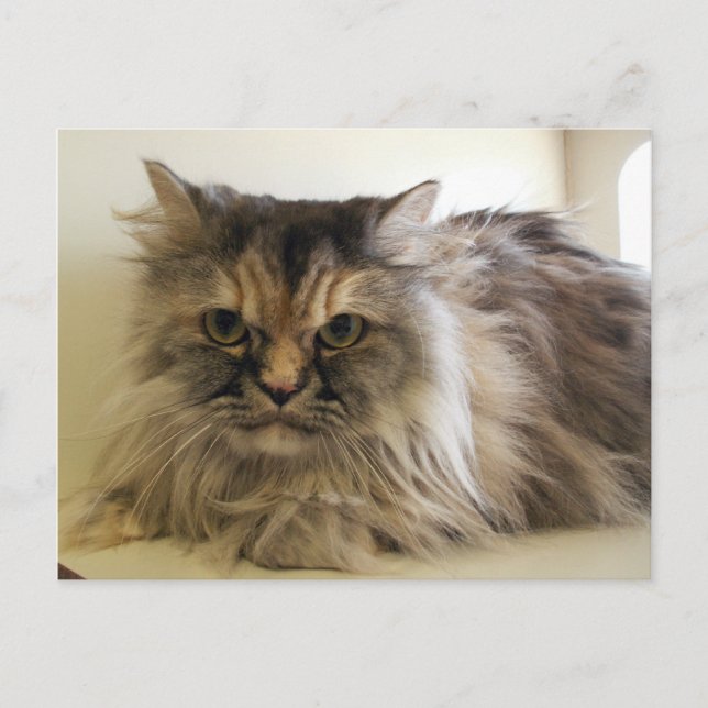 Postal Ángel (Anverso)