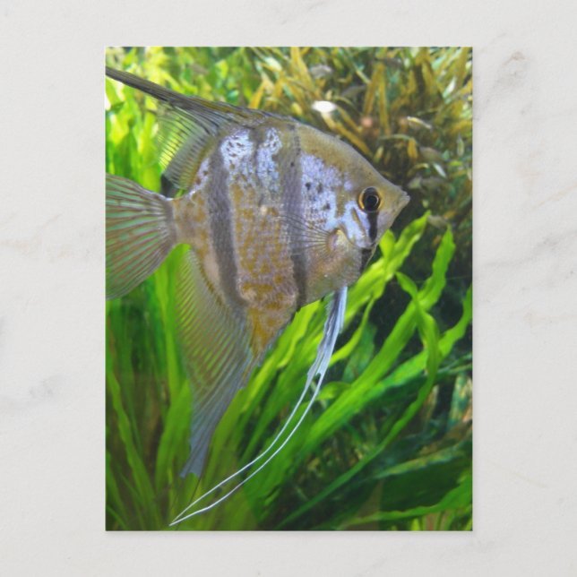 Postal Angel Fish (Anverso)