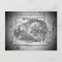 Ángel Gruñón En Un Gato Lap De Portátil?