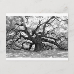 Postal Angel Oak