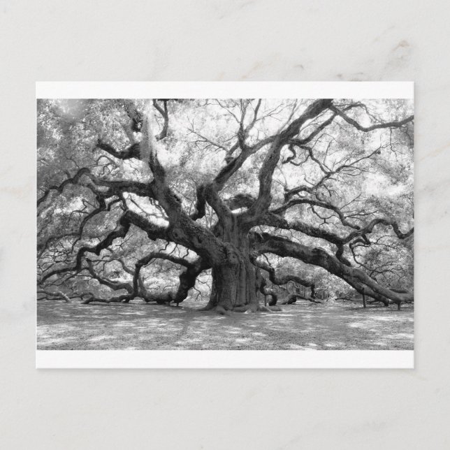 Postal Angel Oak (Anverso)