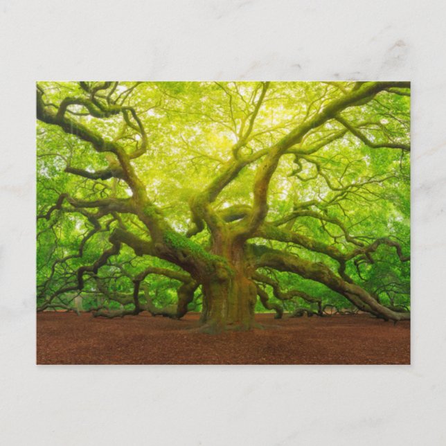 Postal Angel Oak (Anverso)