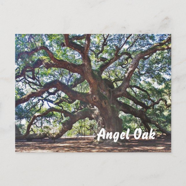 Postal Angel Oak (Anverso)