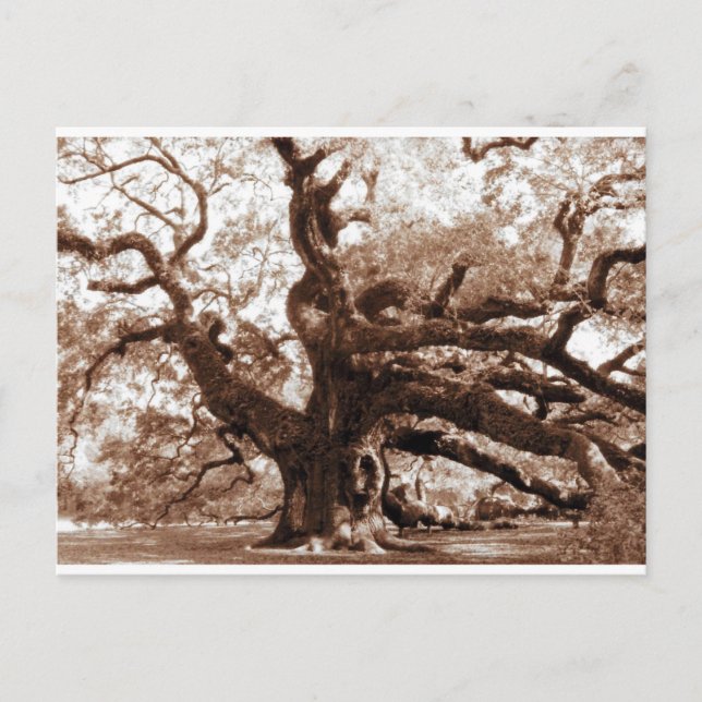 Postal Angel Oak (Anverso)