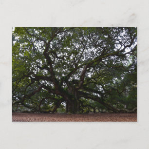 Postal Angel Oak, Isla de John, Carolina del Sur
