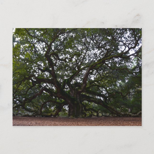 Postal Angel Oak, Isla de John, Carolina del Sur (Anverso)