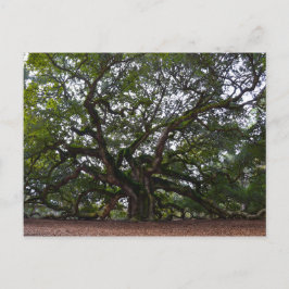 Postal Angel Oak, Isla de John, Carolina del Sur