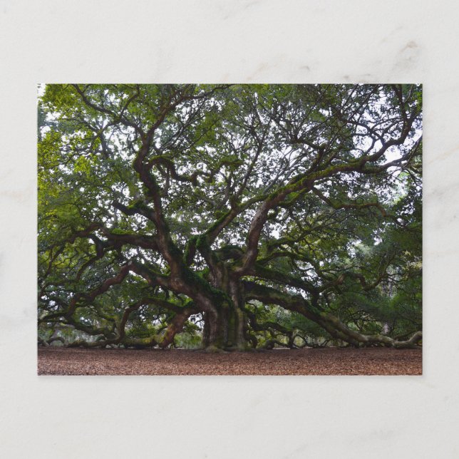 Postal Angel Oak, Isla de John, Carolina del Sur (Anverso)