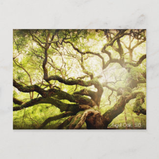 Postal Angel Oak Tree