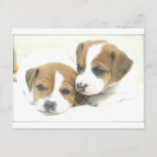 Postal Angel Puppies