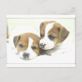 Postal Angel Puppies