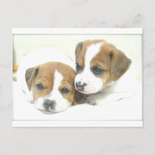 Postal Angel Puppies (Anverso)