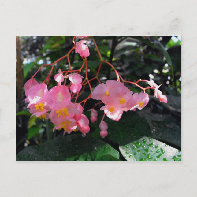 Postal Angel Wing Begonias (Anverso)