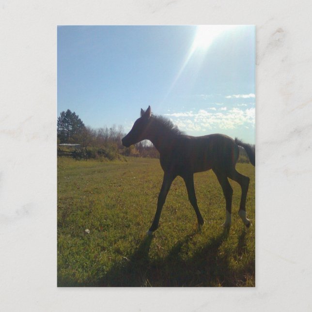 Postal ÁngelesPhlyby Noche (Anverso)