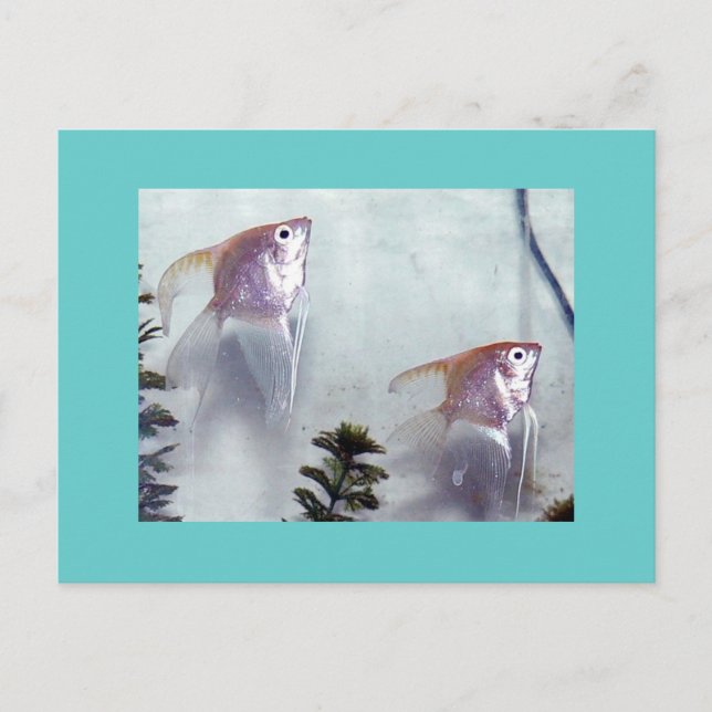 Postal Angelfish de perla plateada (Anverso)