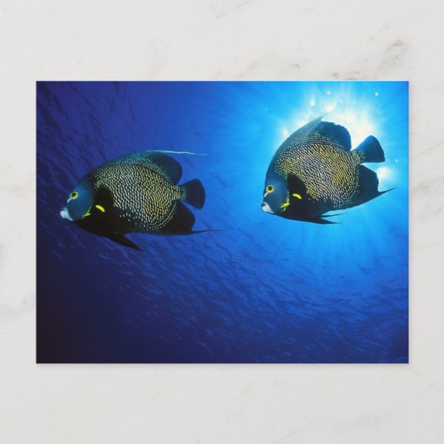 Postal Angelfishes Franceses (Anverso)