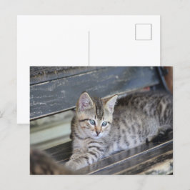 Postal Angelic Kitten