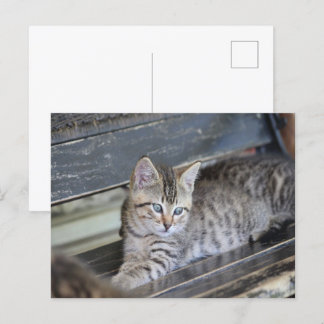 Postal Angelic Kitten