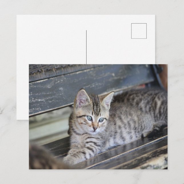 Postal Angelic Kitten (Anverso / Reverso)