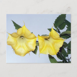 Postal Angels Trumpet Brugmansia Postcard