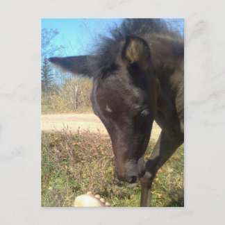 Postal AngelsPhlyby Nite