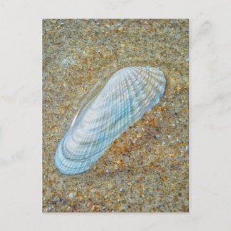 Postal Angelwing Seashell