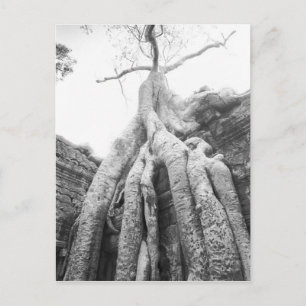 Postal Angkor Camboya, Árbol Ta Prohm