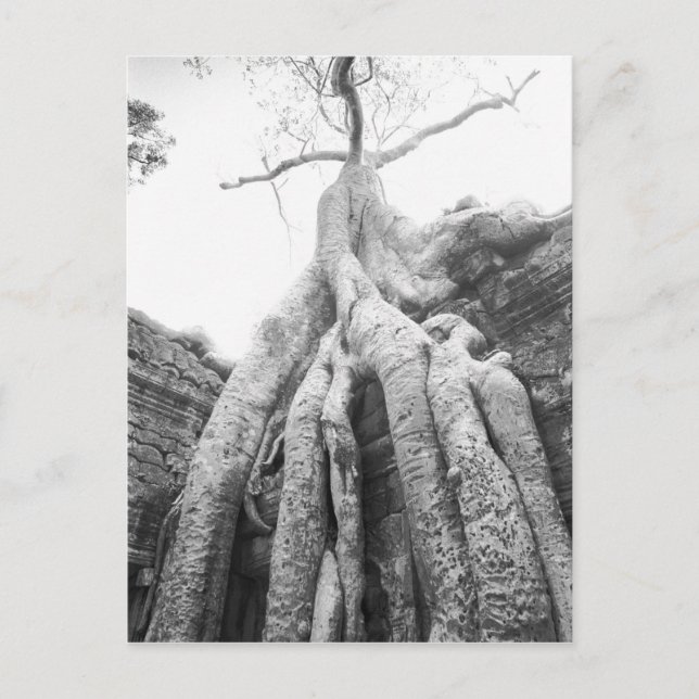Postal Angkor Camboya, Árbol Ta Prohm (Anverso)