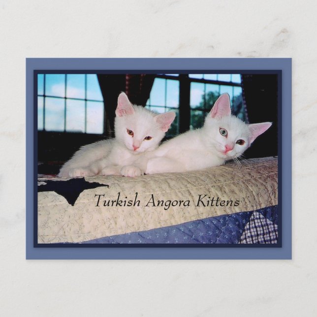 Postal Angora Kittens (Anverso)