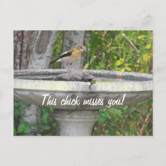 Postal Angry Looking Bird con tu frase