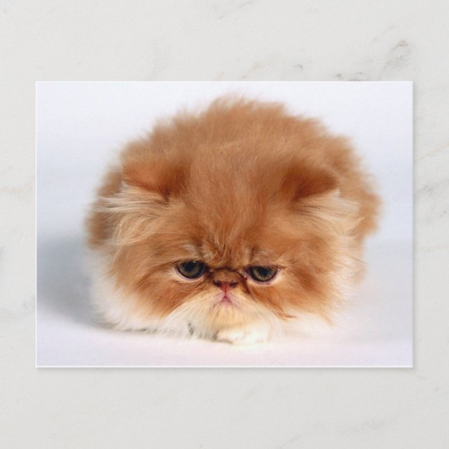 Postal Angry Perse Puff Ball Kitten (Anverso)