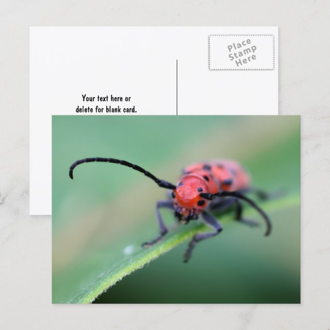 Postal Angry Red Beetle Bug Nature Photography  (Anverso / Reverso)