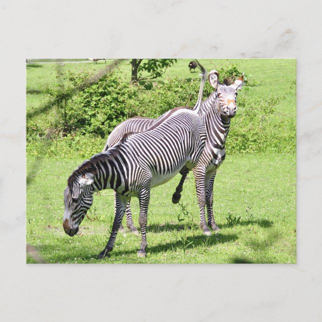 Postal Angry Zebra (Anverso)