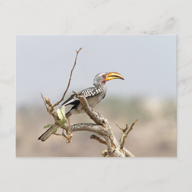 Postal Anguila almenada (Anverso)