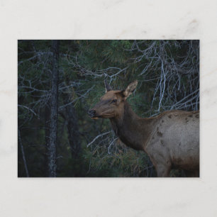 Postal Anguila salvaje en bosque de pinos - Fotografía de