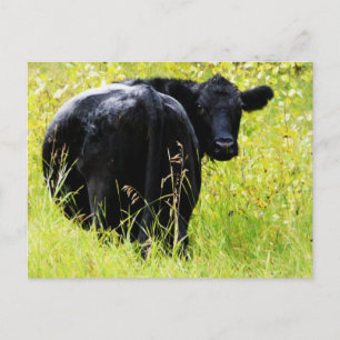 Postal Angus Steer in Tall Yellow Grass