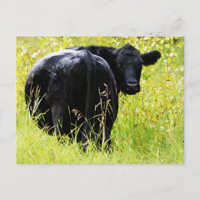 Postal Angus Steer in Tall Yellow Grass (Anverso)