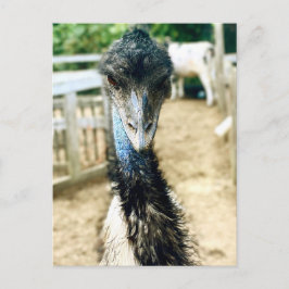 Postal Angy Emu