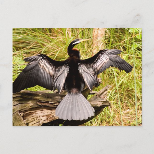 Postal Anhinga (Anverso)