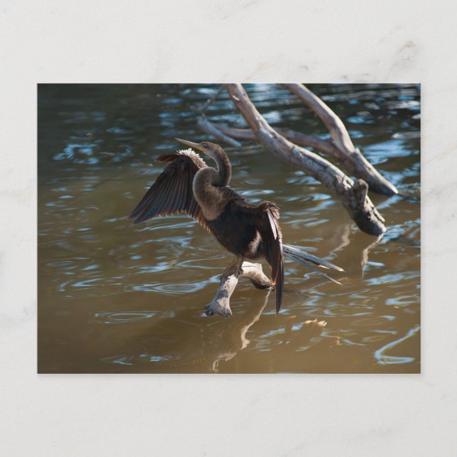 Postal Anhinga (Anverso)