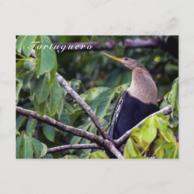 Postal Anhinga en el Parque Nacional Tortuguero - Costa R (Anverso)