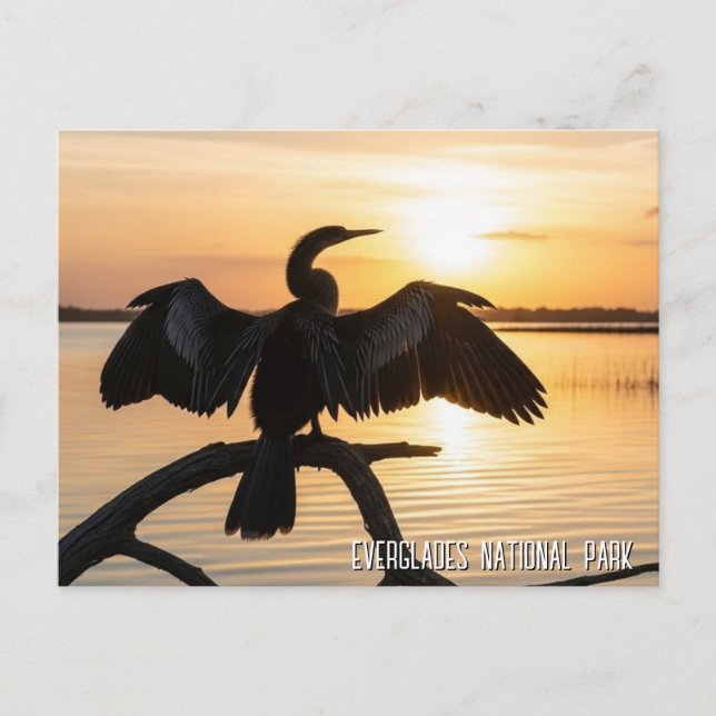 Postal Anhinga Everglades National Park (Anverso)