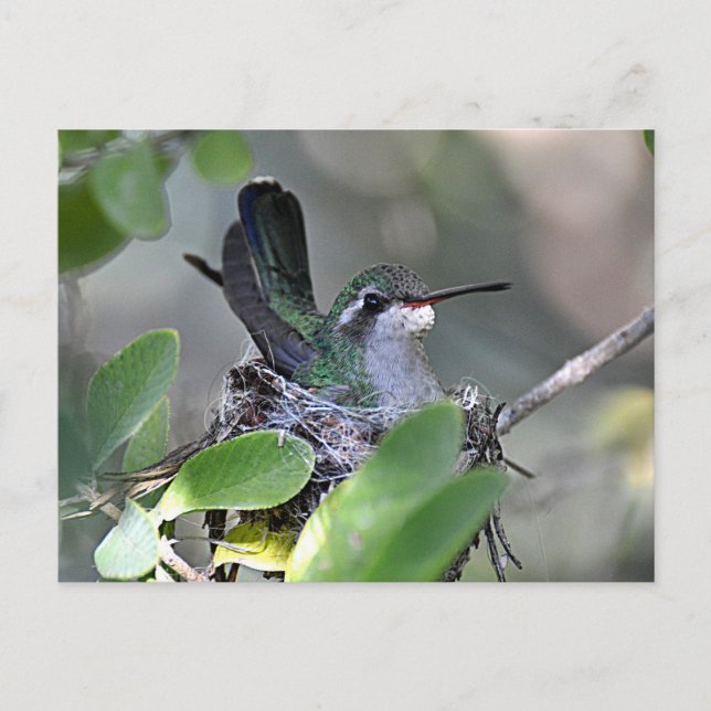 Postal Anidación de Hummingbird Broadbied (Anverso)